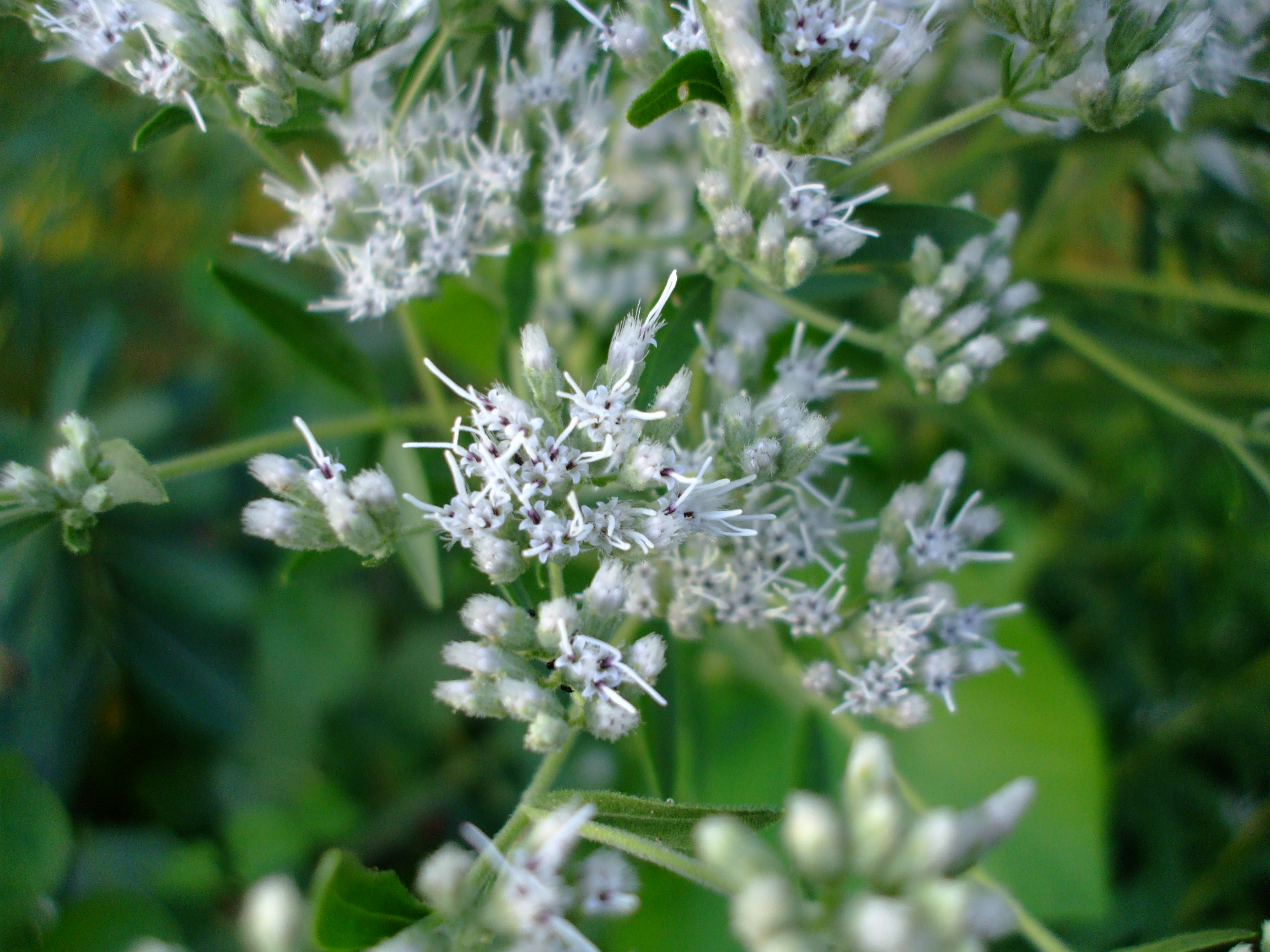 Eupatorium altissimum